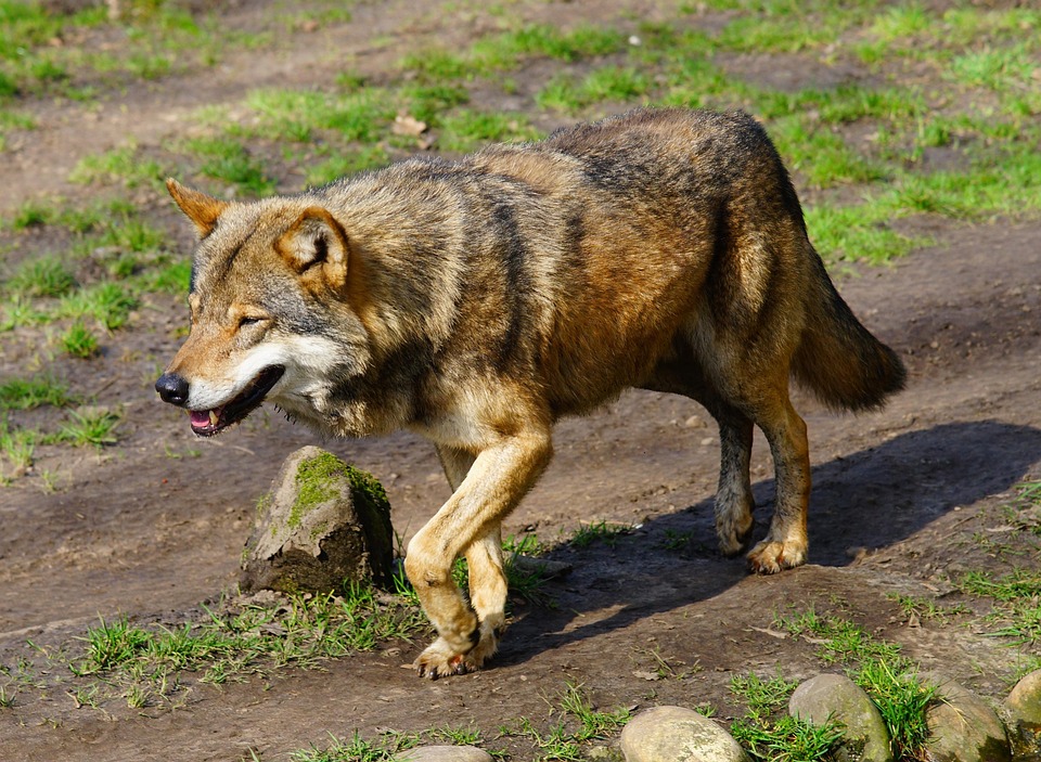 iberian wolf on the local village green