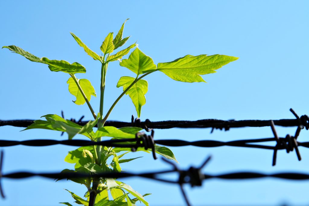 a young sapling growing through and deafeating barbed wire. Symbolic of the Revolting Party and government